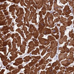 Invitrogen APC10 Polyclonal Antibody 100 &mu;L | Buy Online | Invitrogen&trade; | Fisher Scientific