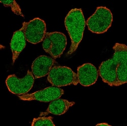 Invitrogen PU.1 Polyclonal Antibody 100 &mu;L; Unconjugated:Antibodies,