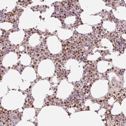 Invitrogen PU.1 Polyclonal Antibody 100 &mu;L; Unconjugated:Antibodies,