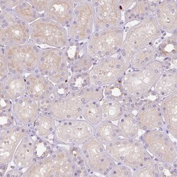 Invitrogen PU.1 Polyclonal Antibody 100 &mu;L; Unconjugated:Antibodies,