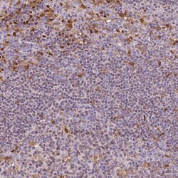 Invitrogen PU.1 Polyclonal Antibody 100 &mu;L; Unconjugated:Antibodies,
