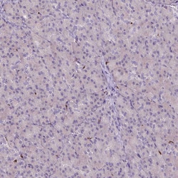 Invitrogen PU.1 Polyclonal Antibody 100 &mu;L; Unconjugated:Antibodies,