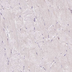 Invitrogen PU.1 Polyclonal Antibody 100 &mu;L; Unconjugated:Antibodies,