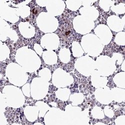 Lass6 Polyclonal Antibody, Invitrogen 100 &mu;L; Unconjugated:Antibodies,