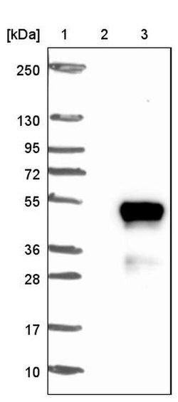 Lass6 Polyclonal Antibody, Invitrogen 100 &mu;L; Unconjugated:Antibodies,