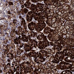 Invitrogen TCP10L Polyclonal Antibody 100 &mu;L; Unconjugated:Antibodies,