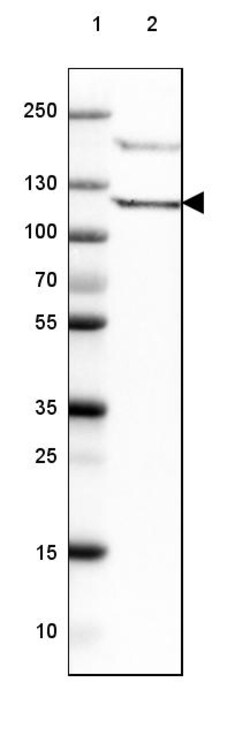 Invitrogen PIK3CD Polyclonal Antibody 100 &mu;L | Buy Online | Invitrogen&trade; | Fisher Scientific