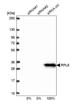 Invitrogen RPL8 Polyclonal Antibody 100 &mu;L; Unconjugated:Antibodies,
