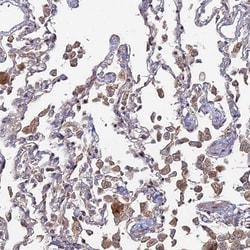 Invitrogen SGMS1 Polyclonal Antibody 100 &mu;L; Unconjugated:Antibodies,