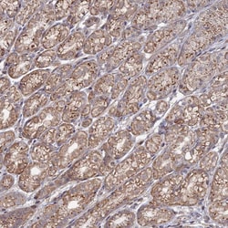 Invitrogen SGMS1 Polyclonal Antibody 100 &mu;L; Unconjugated:Antibodies,