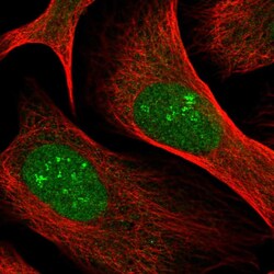 Invitrogen MRLC2 Polyclonal Antibody 100 &mu;L; Unconjugated:Antibodies,