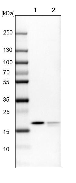Invitrogen MRLC2 Polyclonal Antibody 100 &mu;L | Buy Online | Invitrogen&trade; | Fisher Scientific
