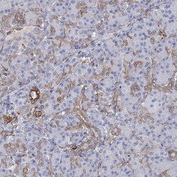 Invitrogen STC2 Polyclonal Antibody 100 &mu;L; Unconjugated:Antibodies,