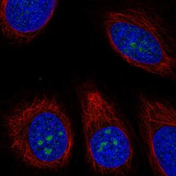 Invitrogen TMEM217 Polyclonal Antibody 100 &mu;L; Unconjugated:Antibodies,