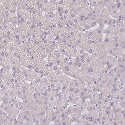 PODXL Polyclonal Antibody:Antibodies, Polyclonal