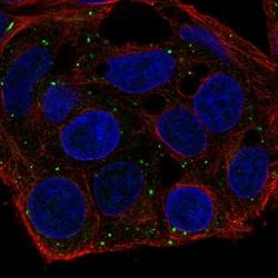 Invitrogen FKBP1B Polyclonal Antibody 100 &mu;L; Unconjugated:Antibodies,