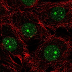Invitrogen NSUN5 Polyclonal Antibody 100 &mu;L; Unconjugated:Antibodies,