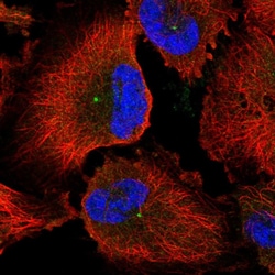 Invitrogen CEP170 Polyclonal Antibody 100 &mu;L; Unconjugated:Antibodies,
