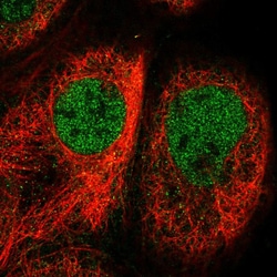 Invitrogen Cofilin 2 Polyclonal Antibody 100 &mu;L; Unconjugated:Antibodies,