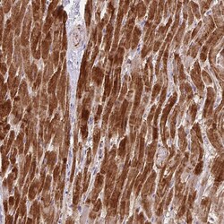 Invitrogen Cofilin 2 Polyclonal Antibody 100 &mu;L; Unconjugated:Antibodies,