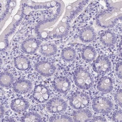 Invitrogen Nova-2 Polyclonal Antibody 100 &mu;L; Unconjugated:Antibodies,