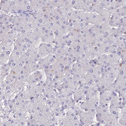 Invitrogen Nova-2 Polyclonal Antibody 100 &mu;L; Unconjugated:Antibodies,