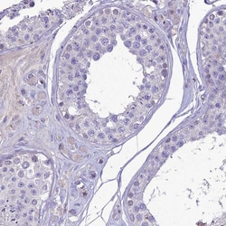 Invitrogen Nova-2 Polyclonal Antibody 100 &mu;L; Unconjugated:Antibodies,