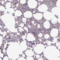 Invitrogen PGRP-S Polyclonal Antibody 100 &mu;L; Unconjugated:Antibodies,