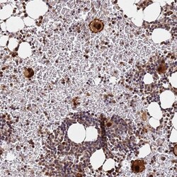 Invitrogen RGS18 Polyclonal Antibody 100 μL; Unconjugated:Antibodies,