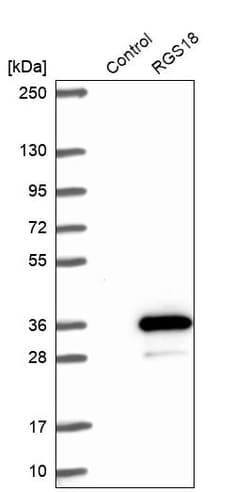 Invitrogen RGS18 Polyclonal Antibody 100 &mu;L; Unconjugated:Antibodies,