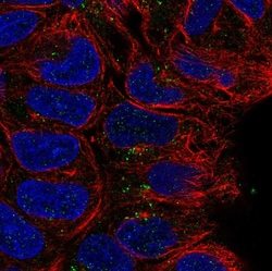 Invitrogen CD24 Polyclonal Antibody 100 &mu;L; Unconjugated:Antibodies,