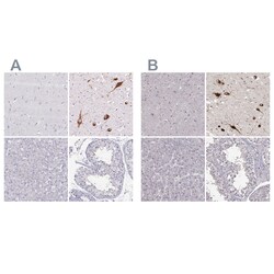 Invitrogen&trade;&nbsp;PMCH Polyclonal Antibody