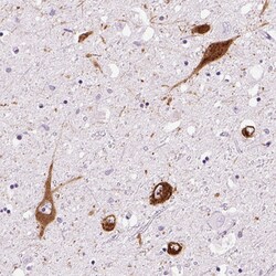 Invitrogen PMCH Polyclonal Antibody 100 &mu;L; Unconjugated:Antibodies,
