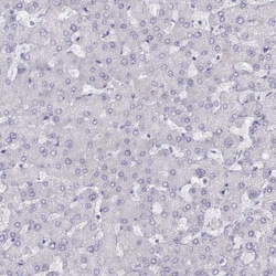 Invitrogen PMCH Polyclonal Antibody 100 &mu;L; Unconjugated:Antibodies,