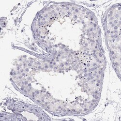 Invitrogen PMCH Polyclonal Antibody 100 &mu;L; Unconjugated:Antibodies,