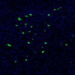 Invitrogen PMCH Polyclonal Antibody 100 &mu;L; Unconjugated:Antibodies,