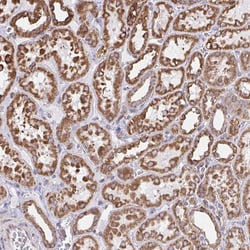 Invitrogen HuR Polyclonal Antibody 100 &mu;L; Unconjugated:Antibodies,