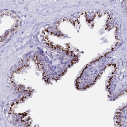 Invitrogen PRY Polyclonal Antibody 100 &mu;L; Unconjugated:Antibodies,