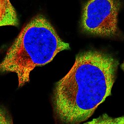 Invitrogen RPL17 Polyclonal Antibody 100 &mu;L; Unconjugated:Antibodies,