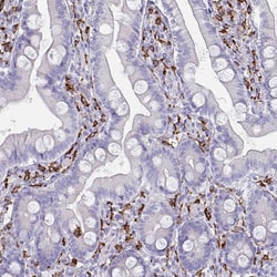 Invitrogen CD163 Polyclonal Antibody 100 &mu;L; Unconjugated:Antibodies,