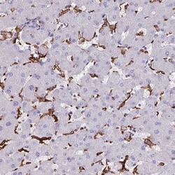 Invitrogen CD163 Polyclonal Antibody 100 &mu;L; Unconjugated:Antibodies,