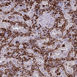 Invitrogen CD163 Polyclonal Antibody 100 &mu;L; Unconjugated:Antibodies,