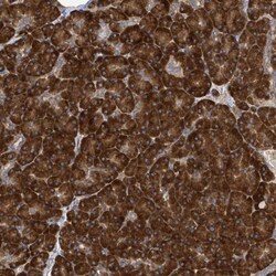 Invitrogen NOMO1 Polyclonal Antibody 100 &mu;L; Unconjugated:Antibodies,