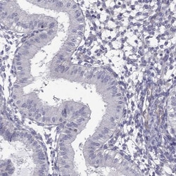 Invitrogen SPINT4 Polyclonal Antibody 100 &mu;L; Unconjugated:Antibodies,