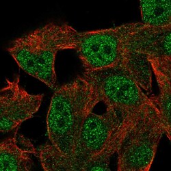 Invitrogen RGL2 Polyclonal Antibody 100 &mu;L; Unconjugated:Antibodies,