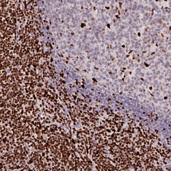 Invitrogen SAMHD1 Polyclonal Antibody 100 &mu;L; Unconjugated:Antibodies,