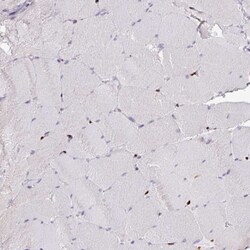 Invitrogen SAMHD1 Polyclonal Antibody 100 &mu;L; Unconjugated:Antibodies,