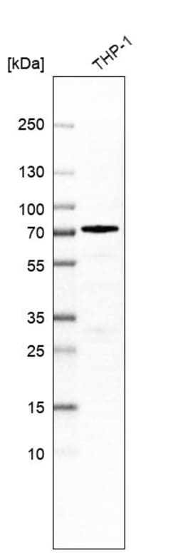 Invitrogen SAMHD1 Polyclonal Antibody 100 &mu;L | Buy Online | Invitrogen&trade; | Fisher Scientific