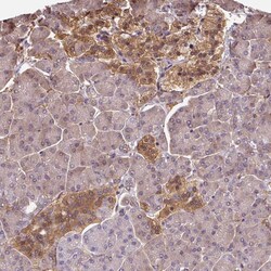 Invitrogen HIP Polyclonal Antibody 100 &mu;L; Unconjugated:Antibodies,