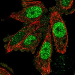 Invitrogen SCAND1 Polyclonal Antibody 100 &mu;L; Unconjugated:Antibodies,
